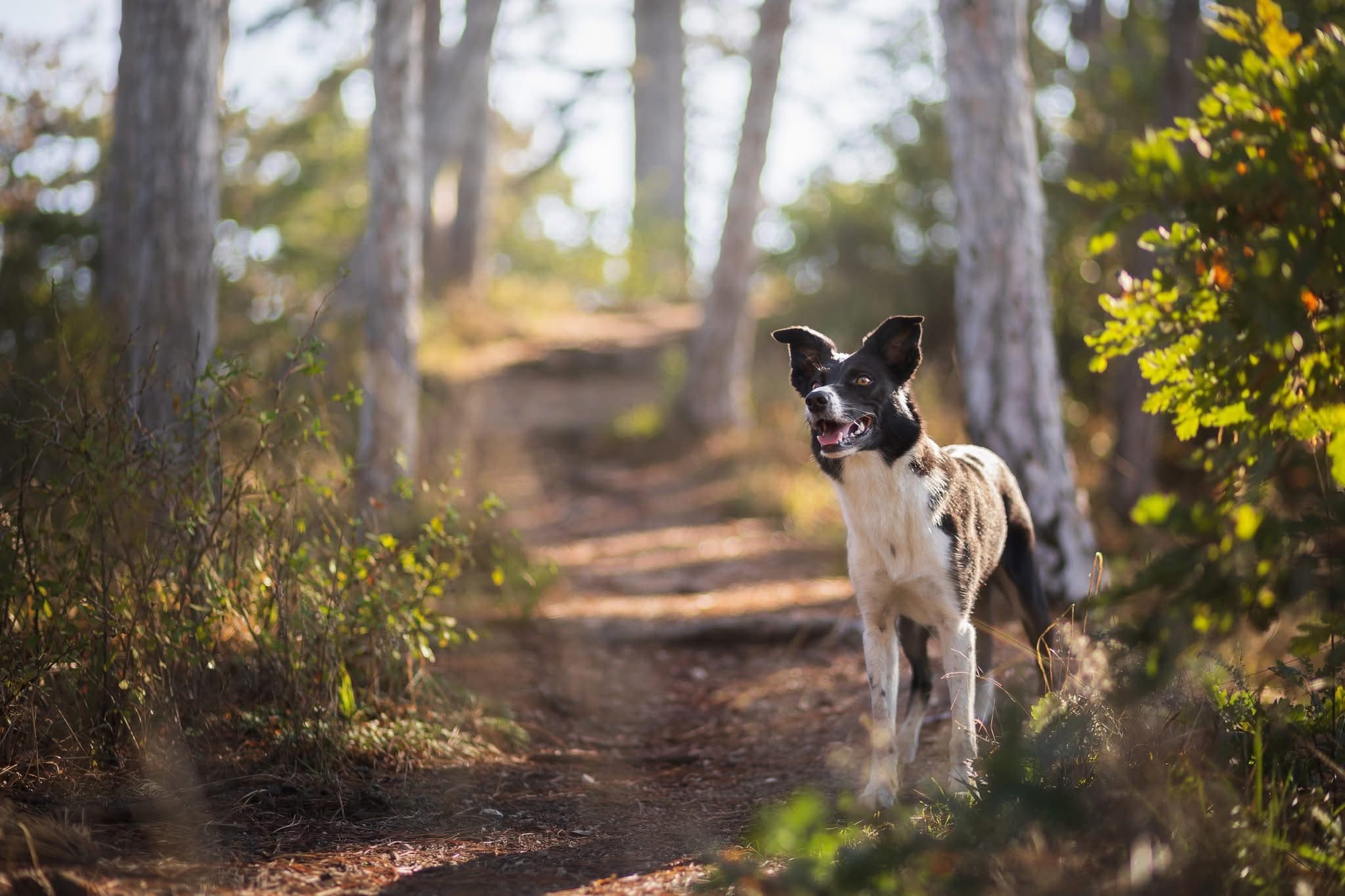 DogTree – kutya a természetben